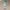 Hatsune Miku: Desktop Fairy - Wonderland Ver.-FuRyu-The Toucan Cove
