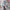 Hatsune Miku: Vintage Doll Style
