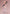 Marin Kitagawa Race Queen ver. - My Dress Up Darling-Aniplex-The Toucan Cove