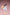 Takina Inoue: White Dress Ver.-Bell Fine-The Toucan Cove